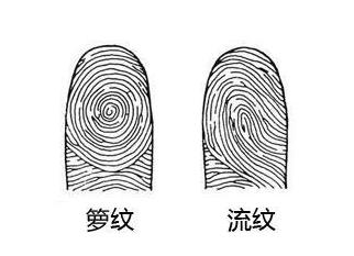 指纹算命图解_十指指纹算命_手指纹算命_指纹算命查询_指纹看相_(第1